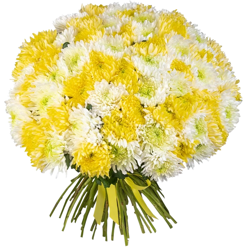 Букет из 75 одноголовых хризантем