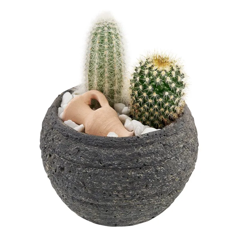 набор из кактусов в горшке